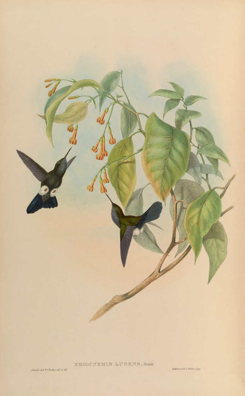 Eriocnemis lugens door John Gould