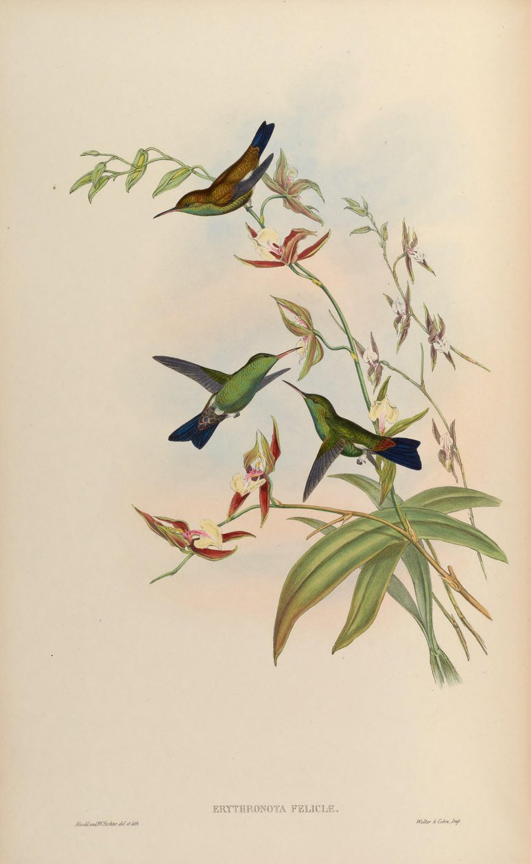 Erythronota feliciae door John Gould