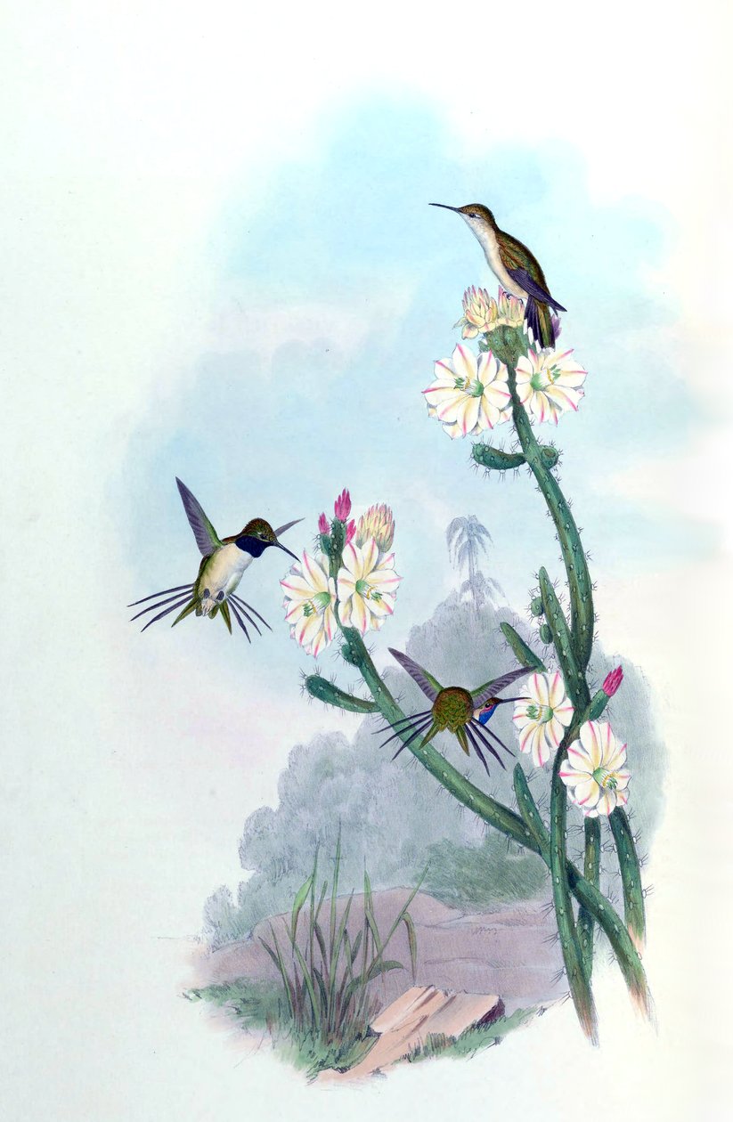 Eulidia yarrellii = Syn door John Gould