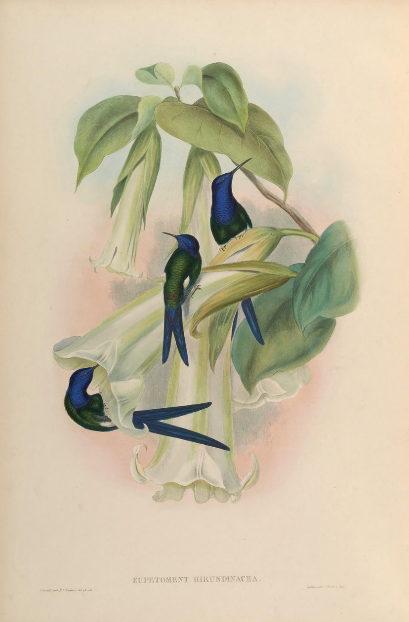 Eupetomena hirundinacea = Eupetomena macroura macroura door John Gould
