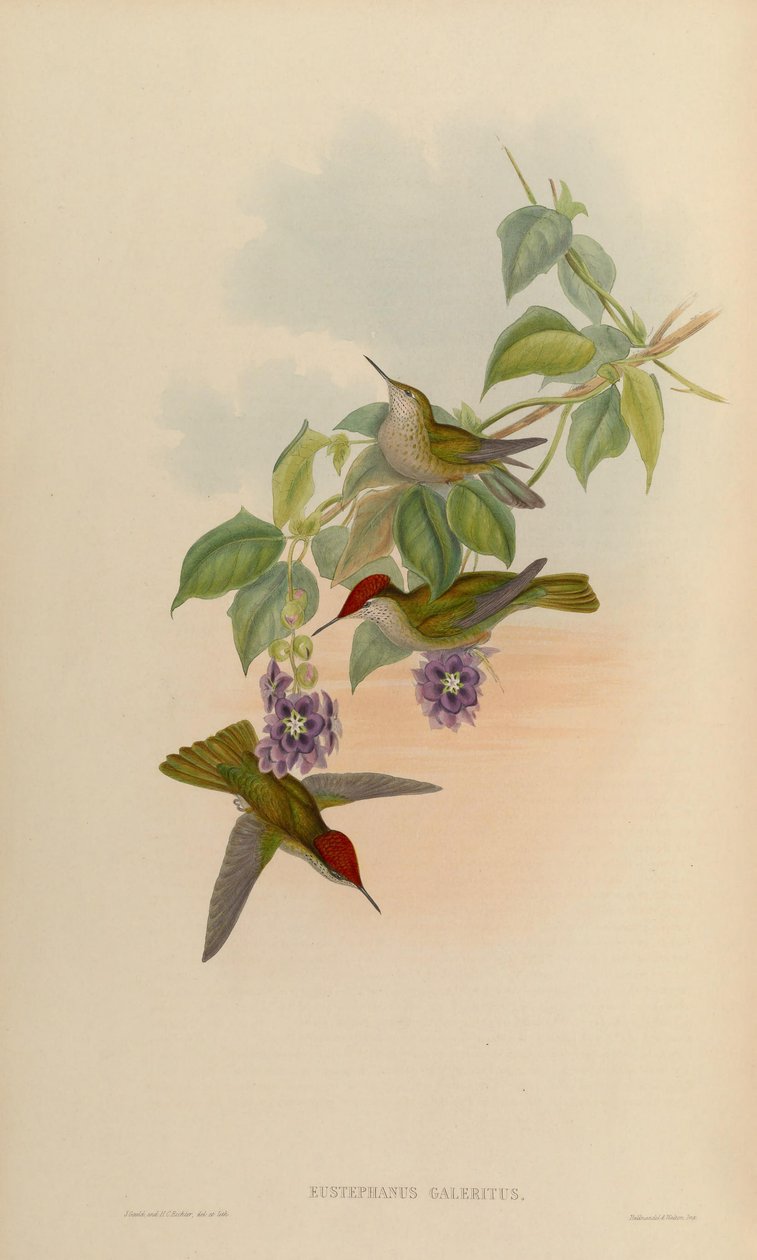Eustephanus galeritus door John Gould