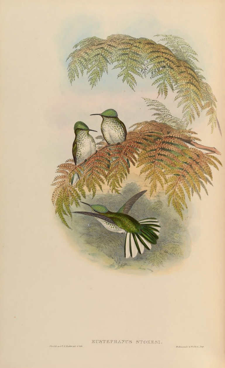 Eustephanus stokesi door John Gould