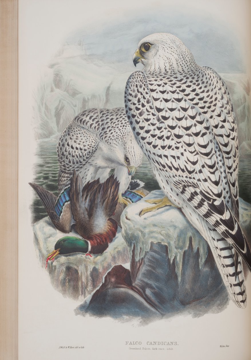 Falco Candicans, plaat uit The Birds of Great Britain door John Gould, gepubliceerd 1862-73 door John Gould