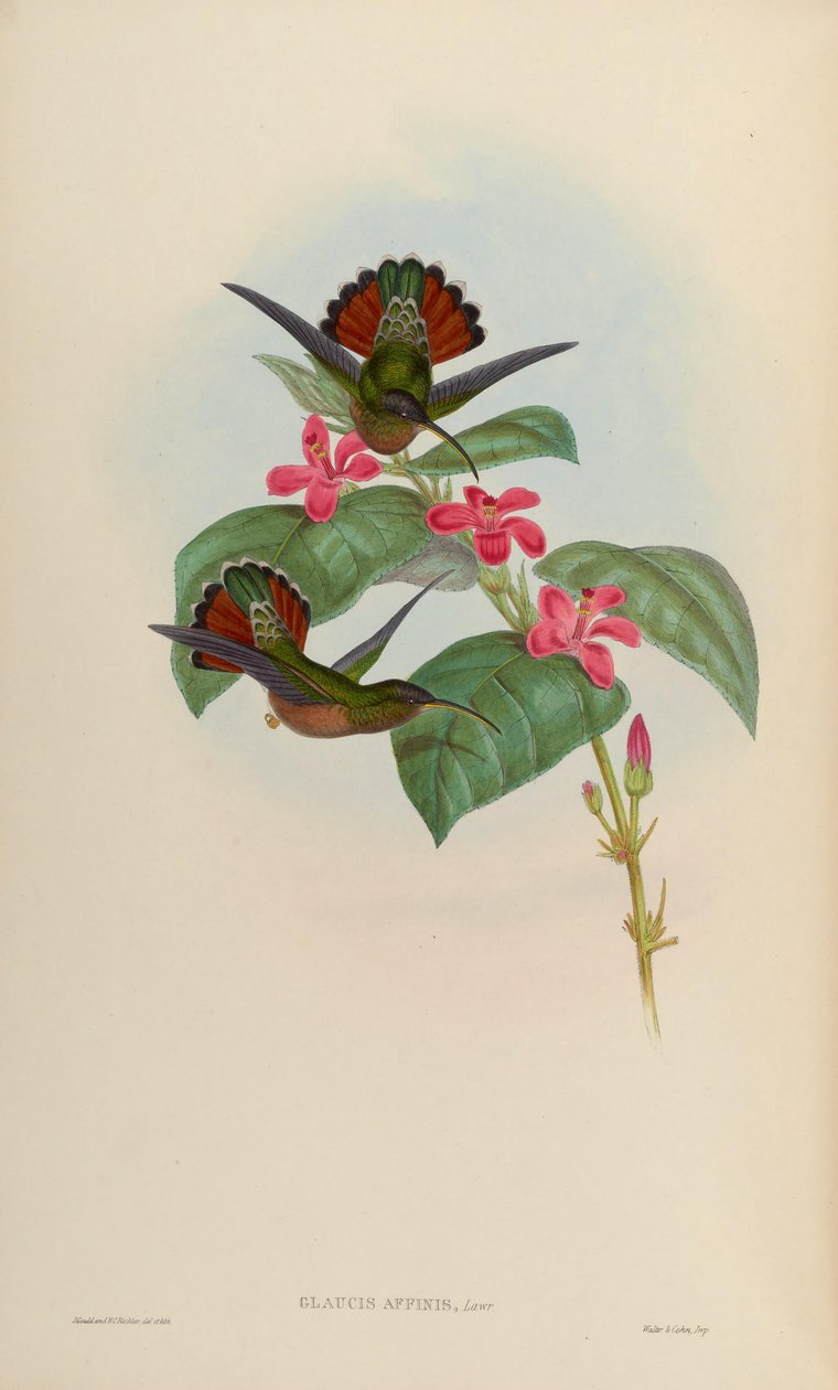 Glaucis affinis = Glaucis hirsutus hirsutus door John Gould