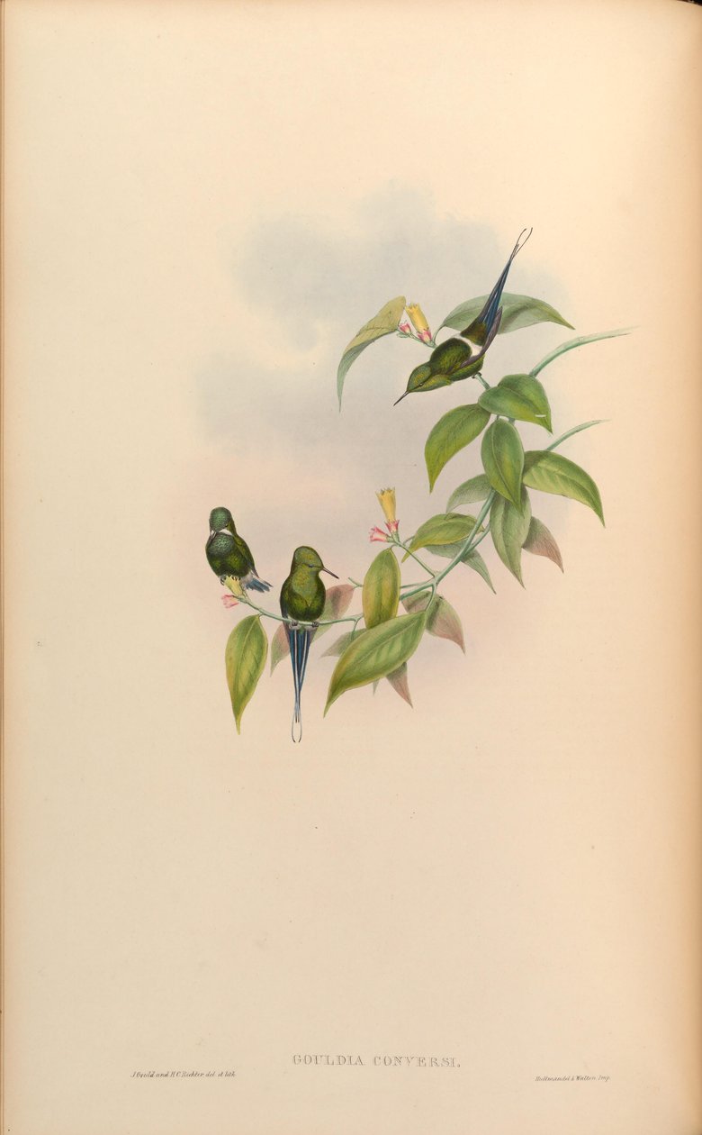 Gouldia conversi = Discosura conversii door John Gould