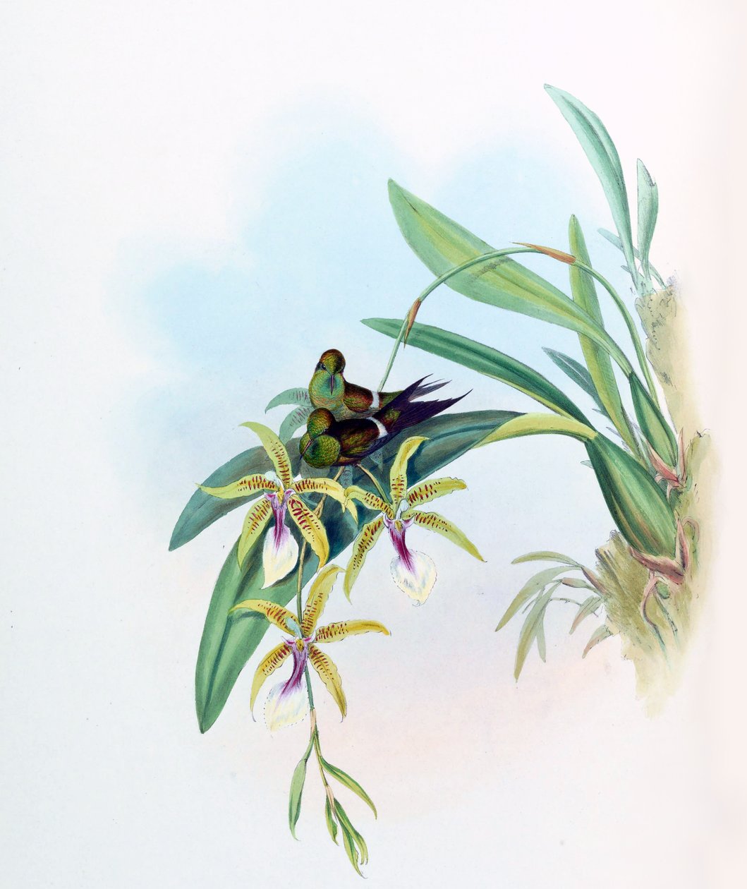 Gouldia laetitiae = Discosura letitiae met Oncidium hastilabium door John Gould