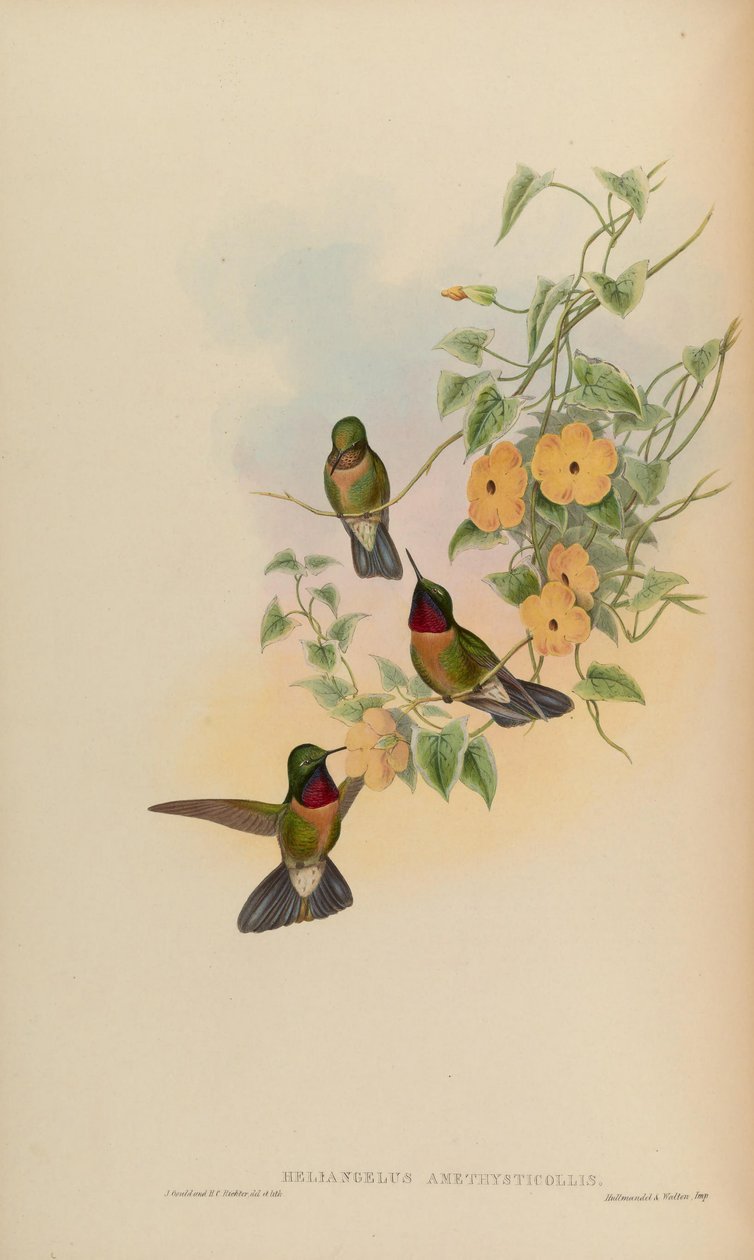 Heliangelus amethysticollis door John Gould