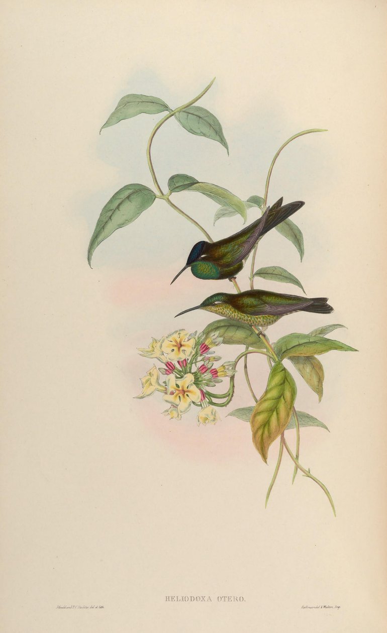 Heliodoxa otero door John Gould