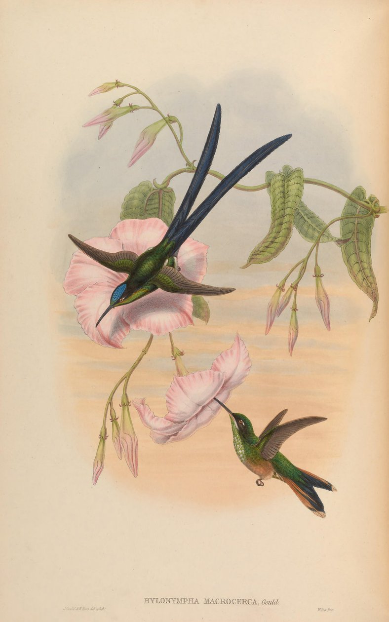 Hylonympha macrocerca door John Gould