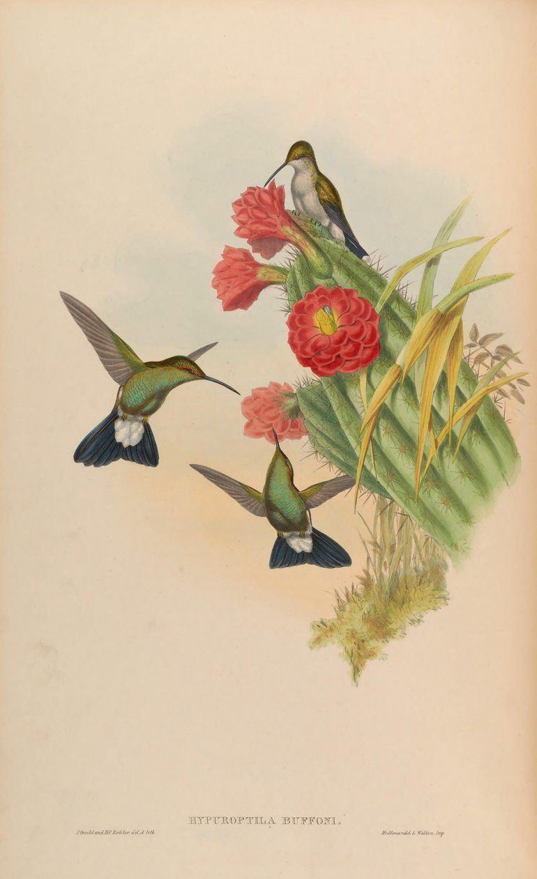 Hypuroptila buffonii = Chalybura buffonii door John Gould