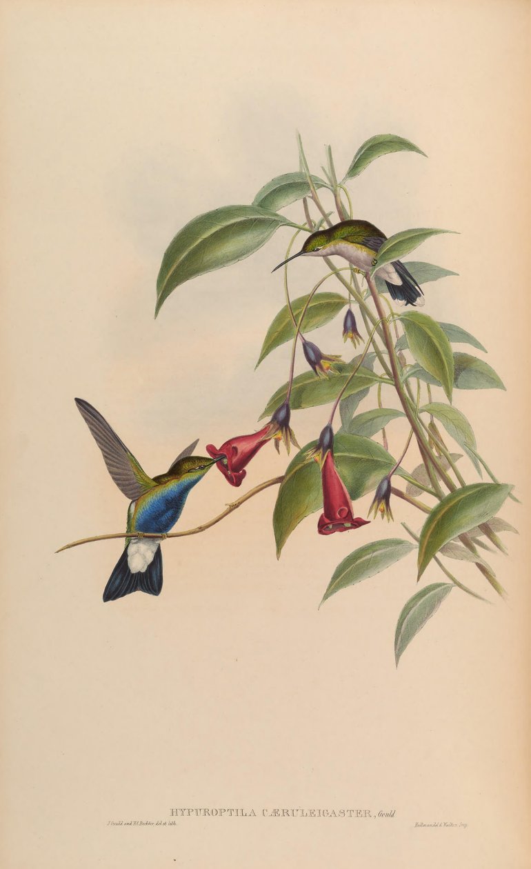 Hypuroptila caeruleigaster = Chalybura buffonii caeruleogaster door John Gould