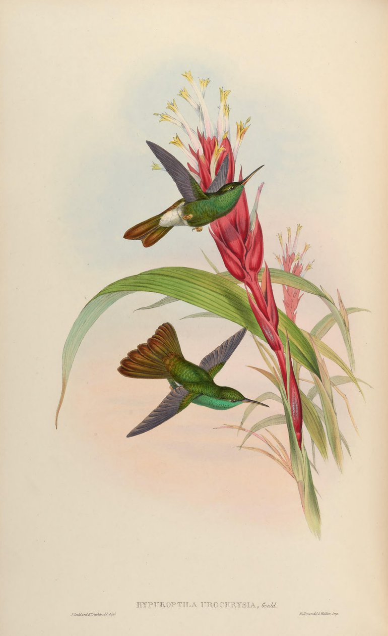 Hypuroptila urochrysia = Chalybura urochrysia door John Gould