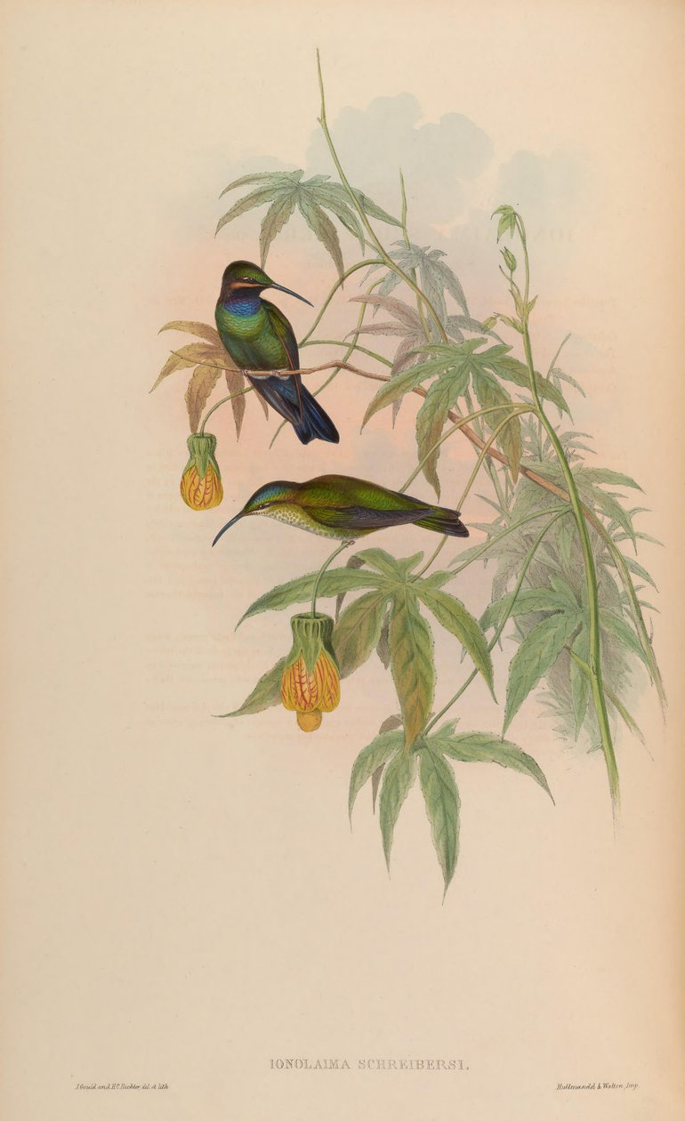 Inolaima schreibersii door John Gould