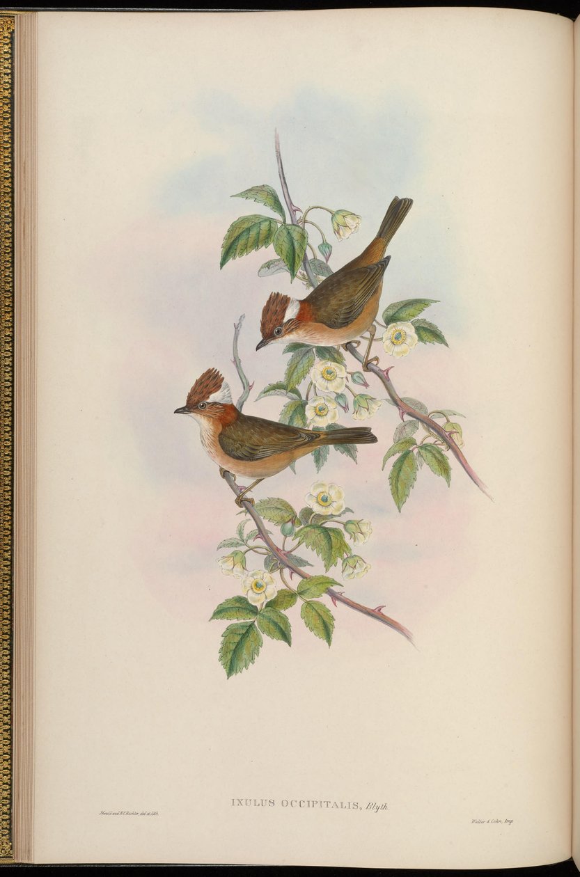 Ixulus occipitalis = Yuhina bakeri door John Gould