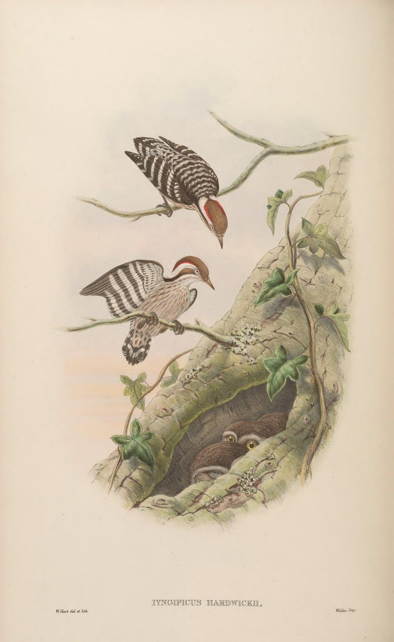 Iyngipicus hardwickii = Dendrocopos moluccensis hardwickii door John Gould