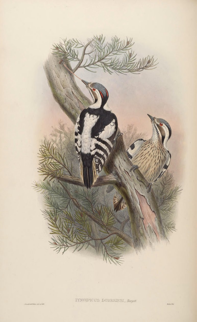 Iyngipicus scintilliceps = Dendrocopos canicapillus scintilliceps door John Gould
