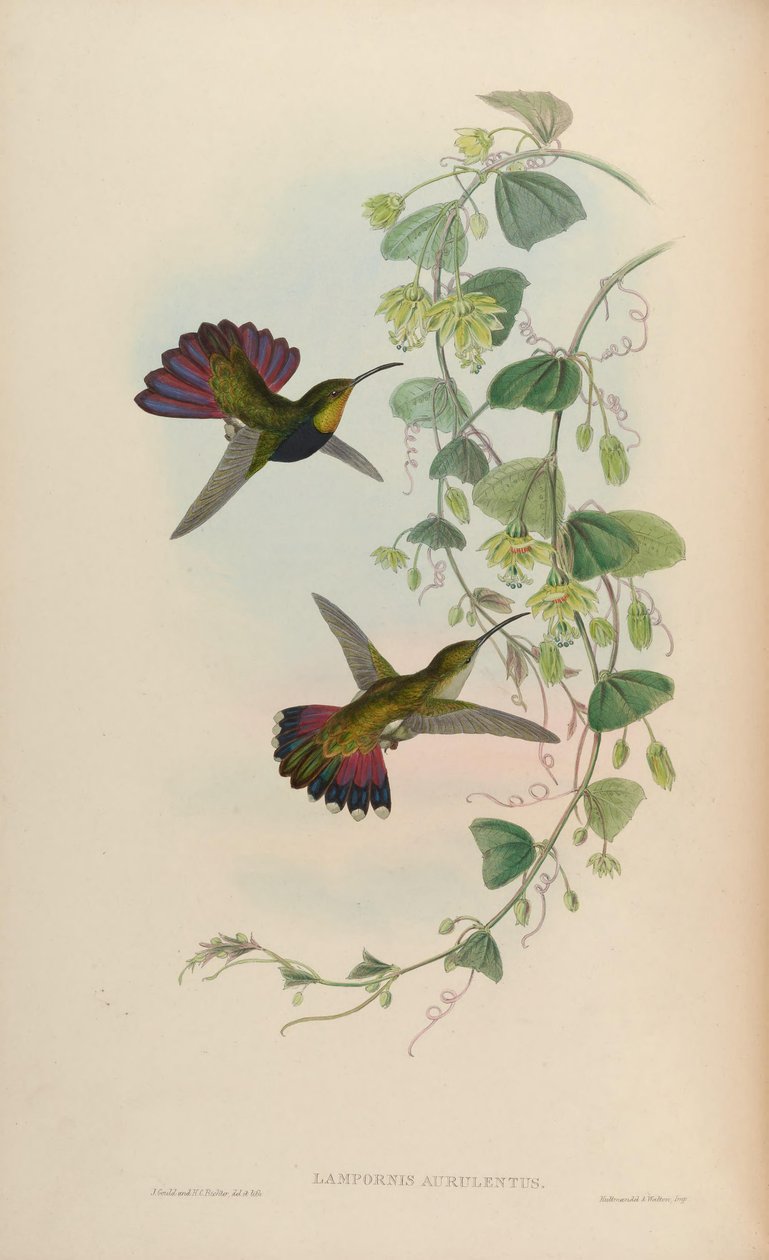 Lampornis aurulentus = Anthracothorax dominicus aurulentus door John Gould