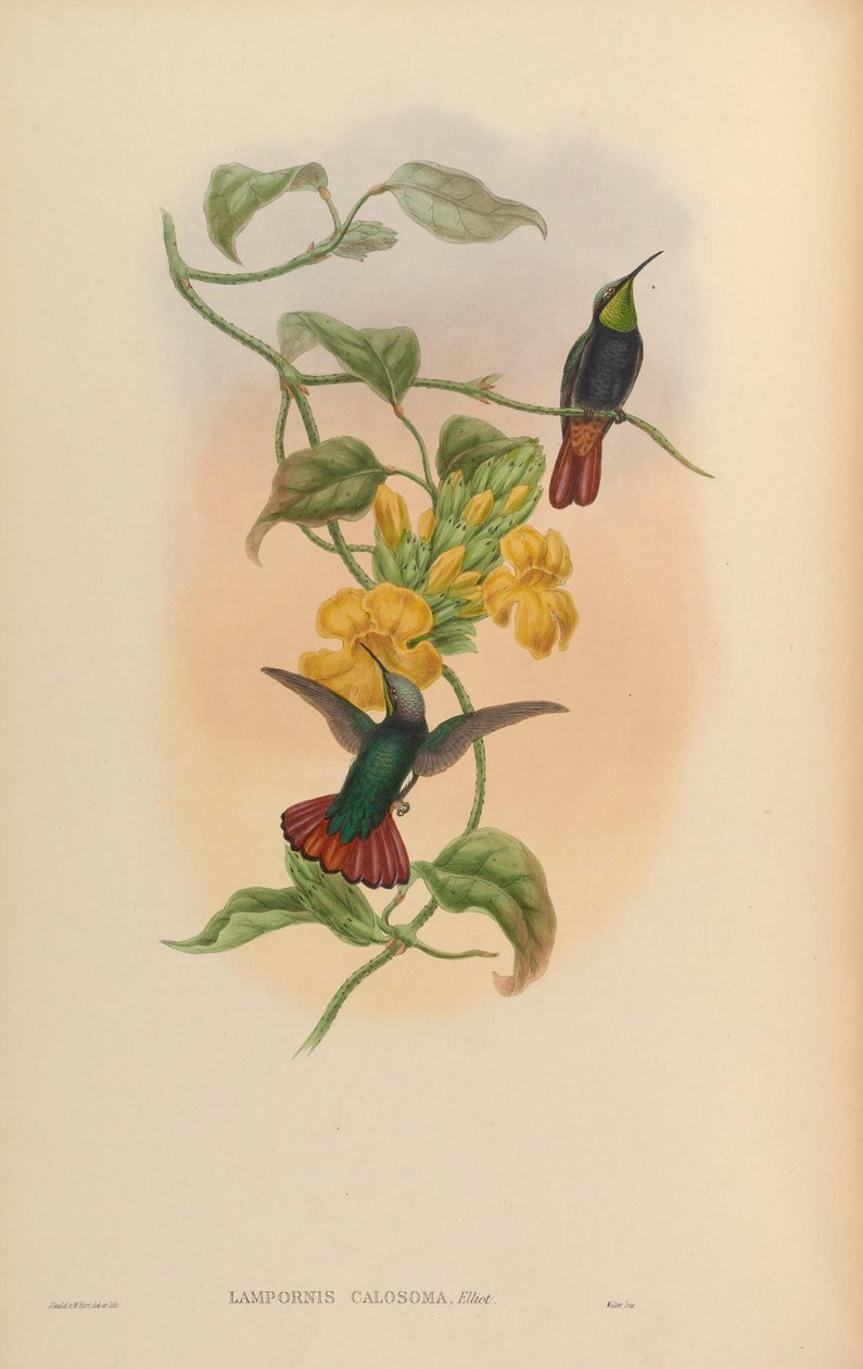 Lampornis calosoma door John Gould
