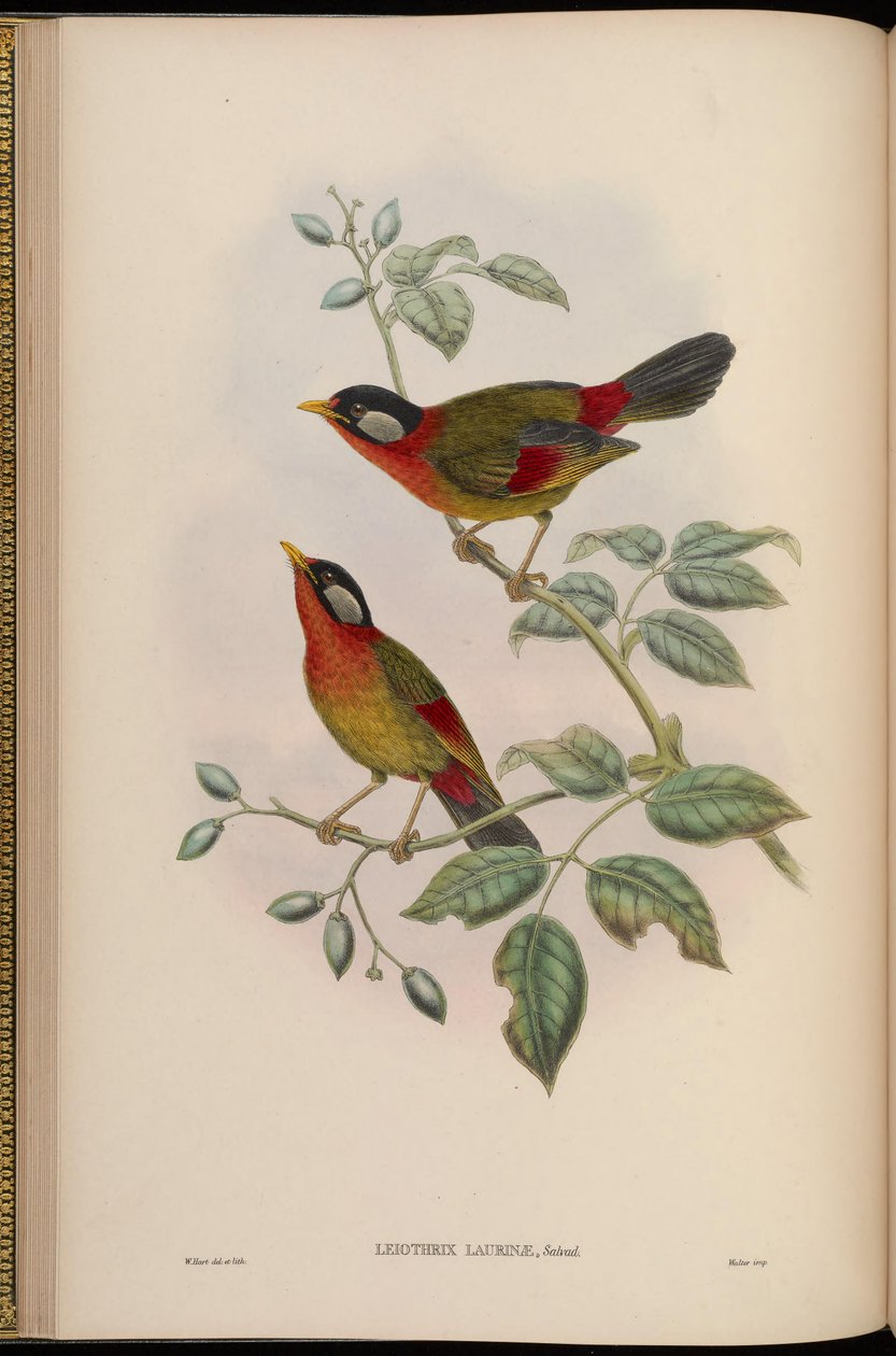 Leiothrix laurinae = Leiothrix argentauris laurinae door John Gould