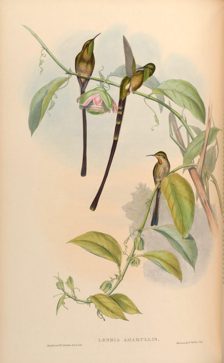 Lesbia amaryllis = Lesbia victoriae amaryllis door John Gould