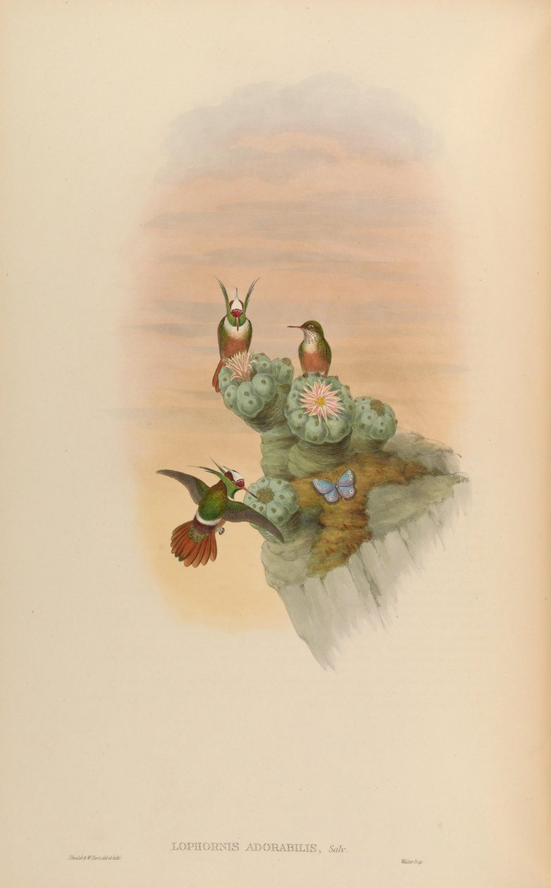 Lophornis adorabilis door John Gould