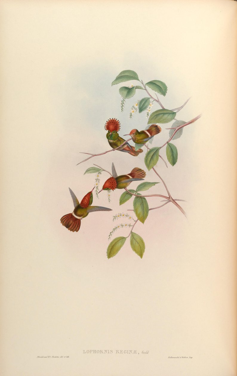 Lophornis reginae door John Gould