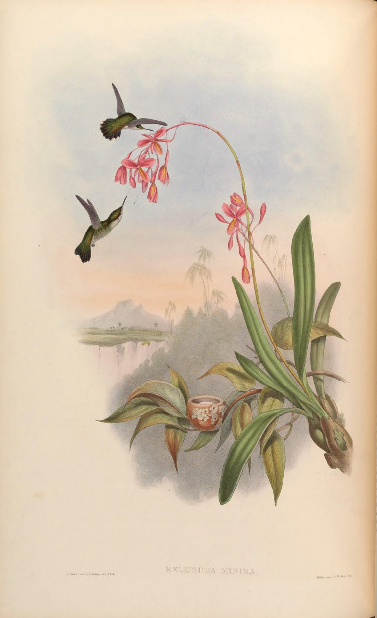 Mellisuga minima door John Gould