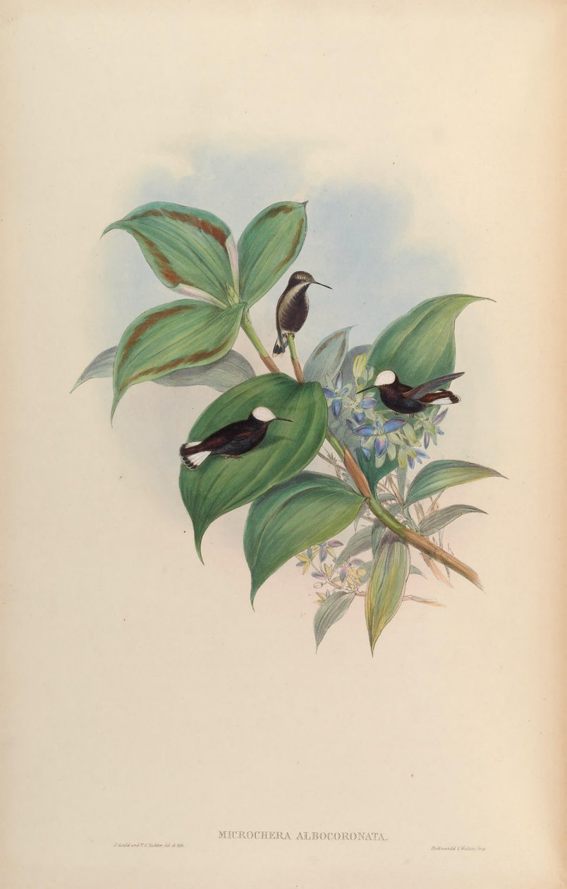 Microchera albocoronata door John Gould