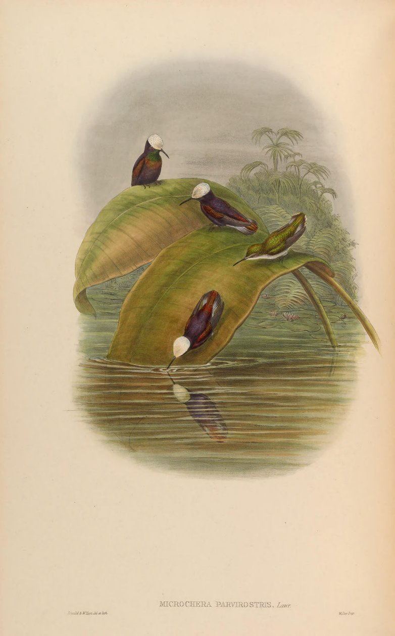 Microchera parvirostris = Microchera albocoronata parvirostris door John Gould