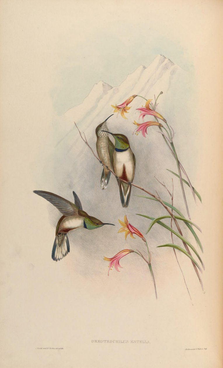 Oreotrochilus estella door John Gould