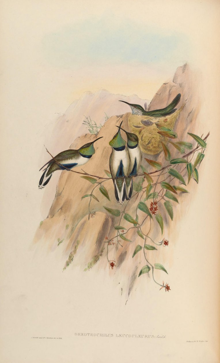 Oreotrochilus leucopleurus door John Gould