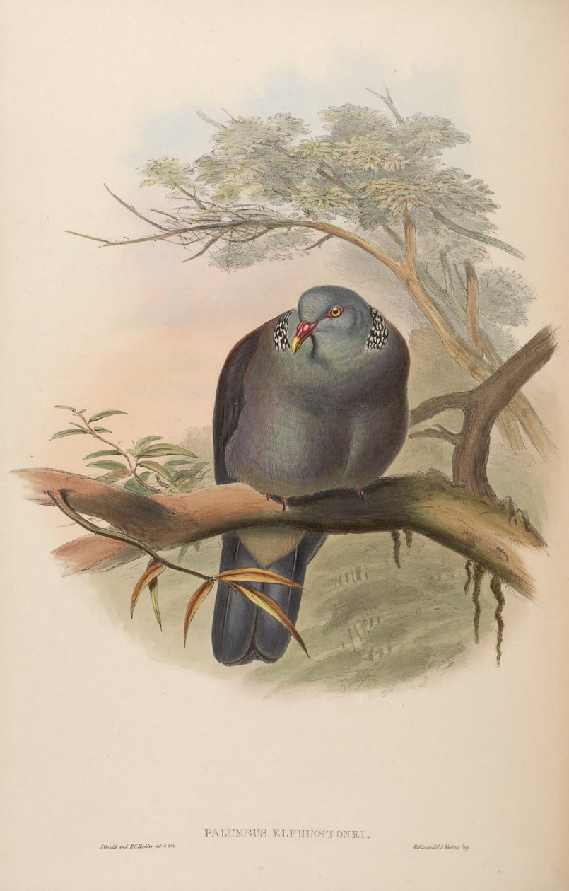 Palumbus elphinstonei = Columba elphinstonii door John Gould