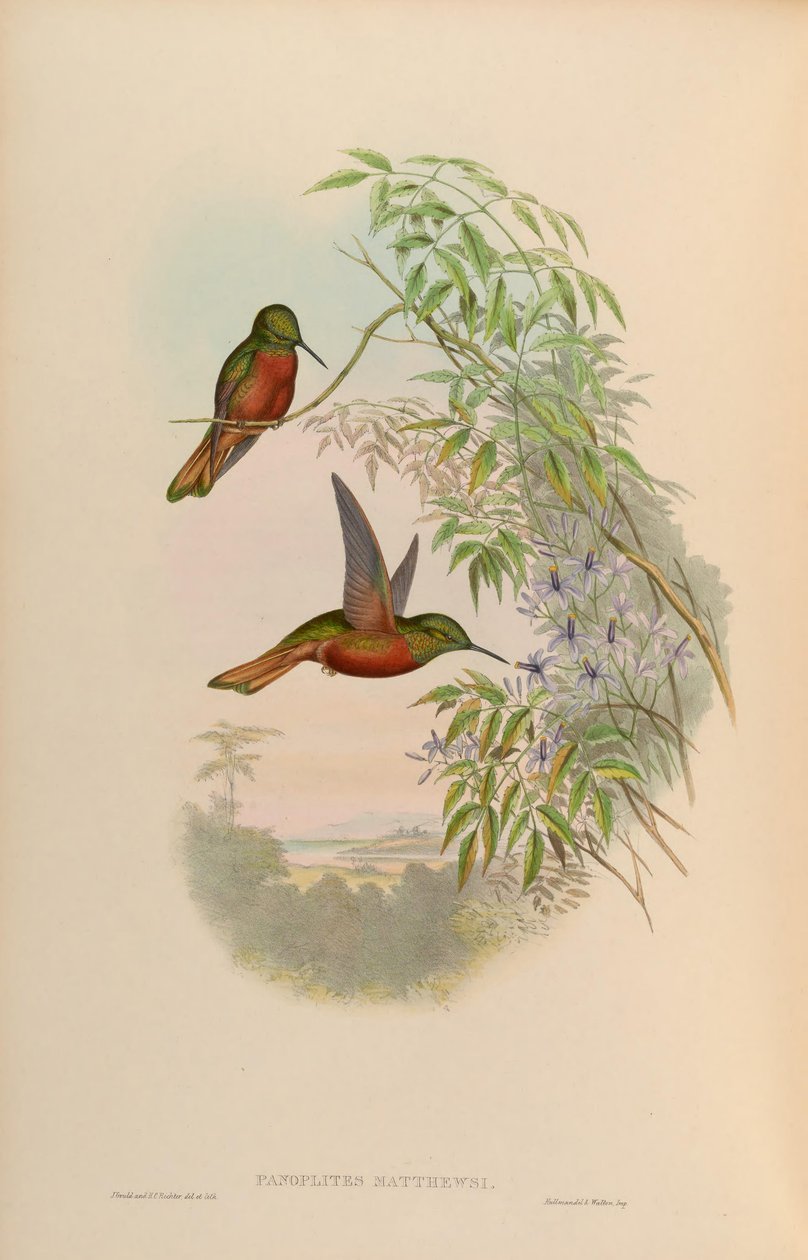 Panoplites matthewsii = Boissonneaua matthewsii door John Gould