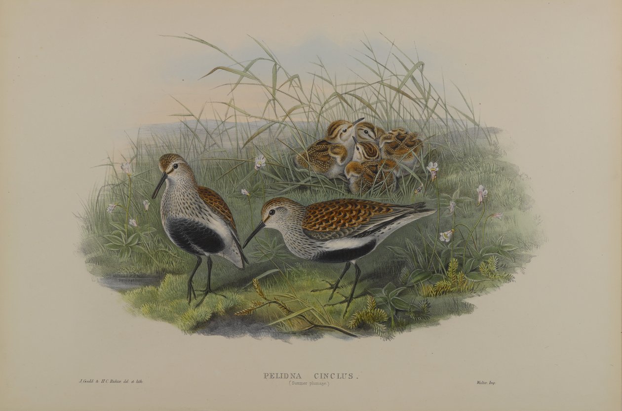 Pelinda Cinclus, Zomerverenkleed - Bonte Strandloper door John Gould