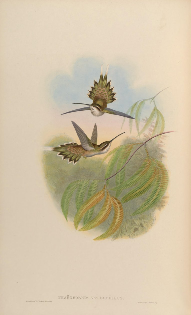 Phaethornis anthophilus door John Gould