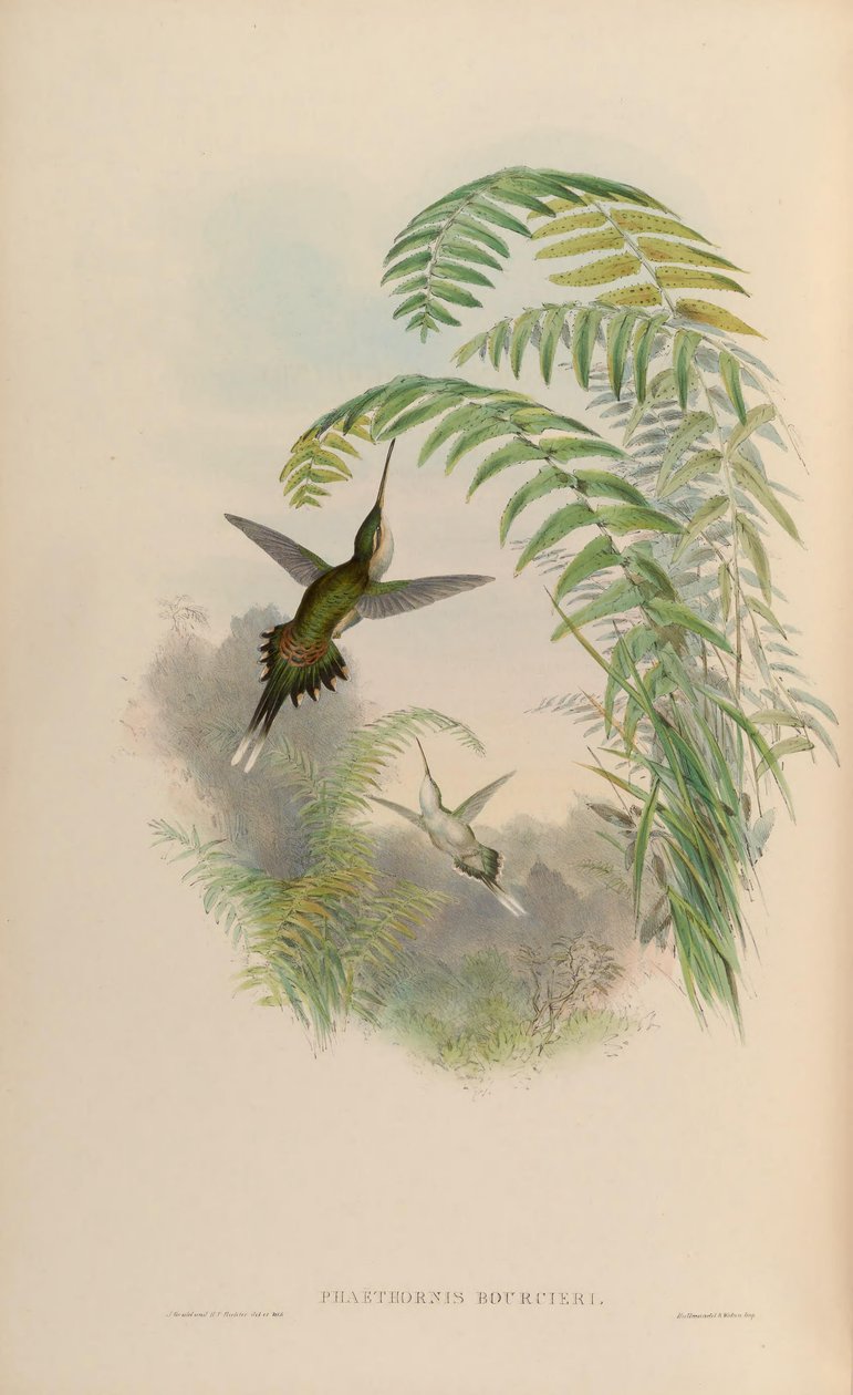 Phaethornis bourcieri door John Gould