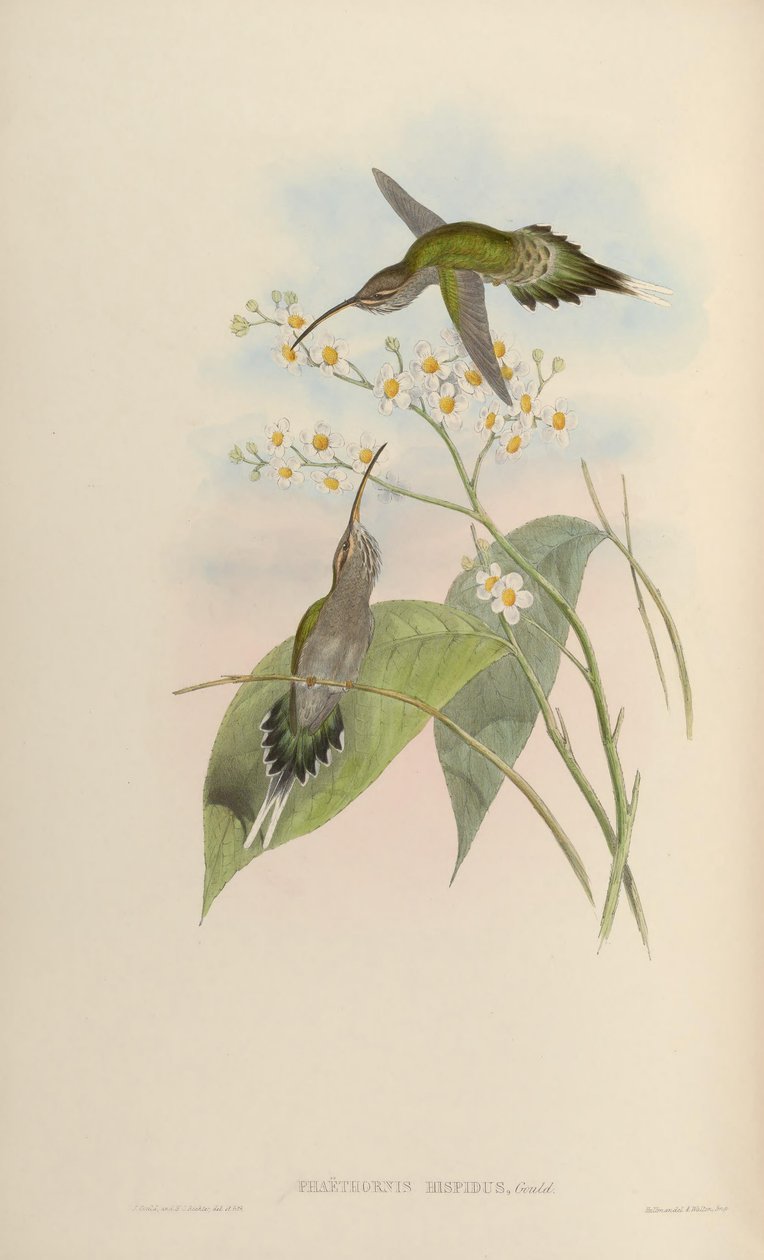 Phaethornis hispidus door John Gould