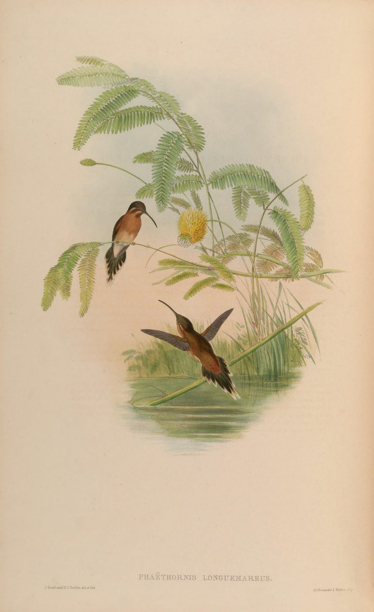 Phaethornis longuemareus door John Gould