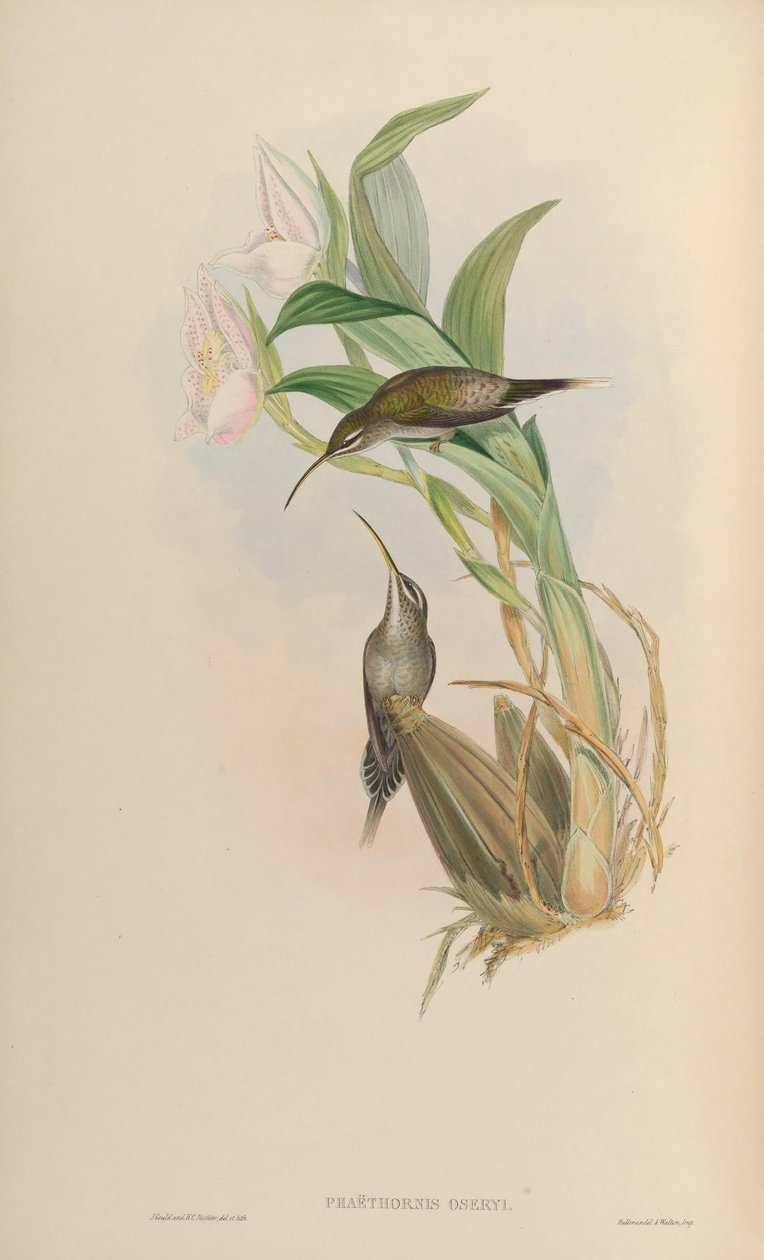 Phaethornis oseryi = Phaethornis hispidus door John Gould