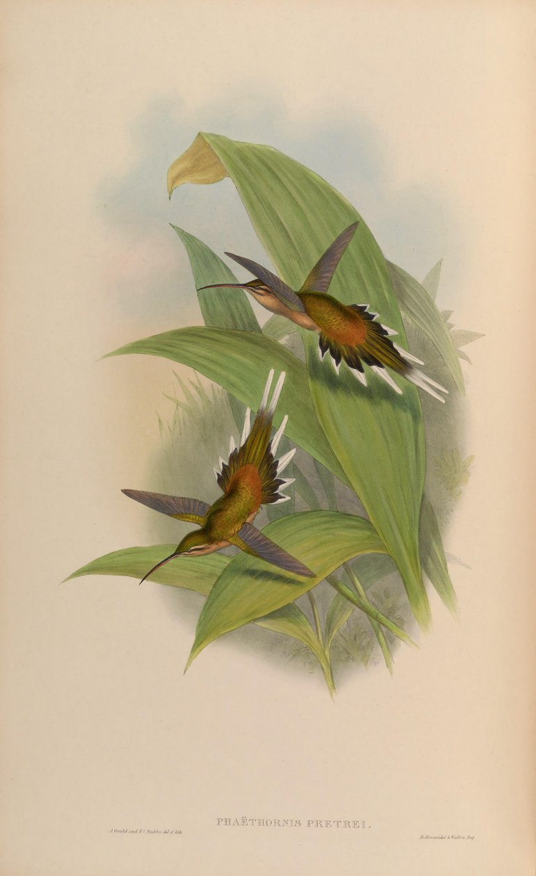 Phaethornis pretrei door John Gould