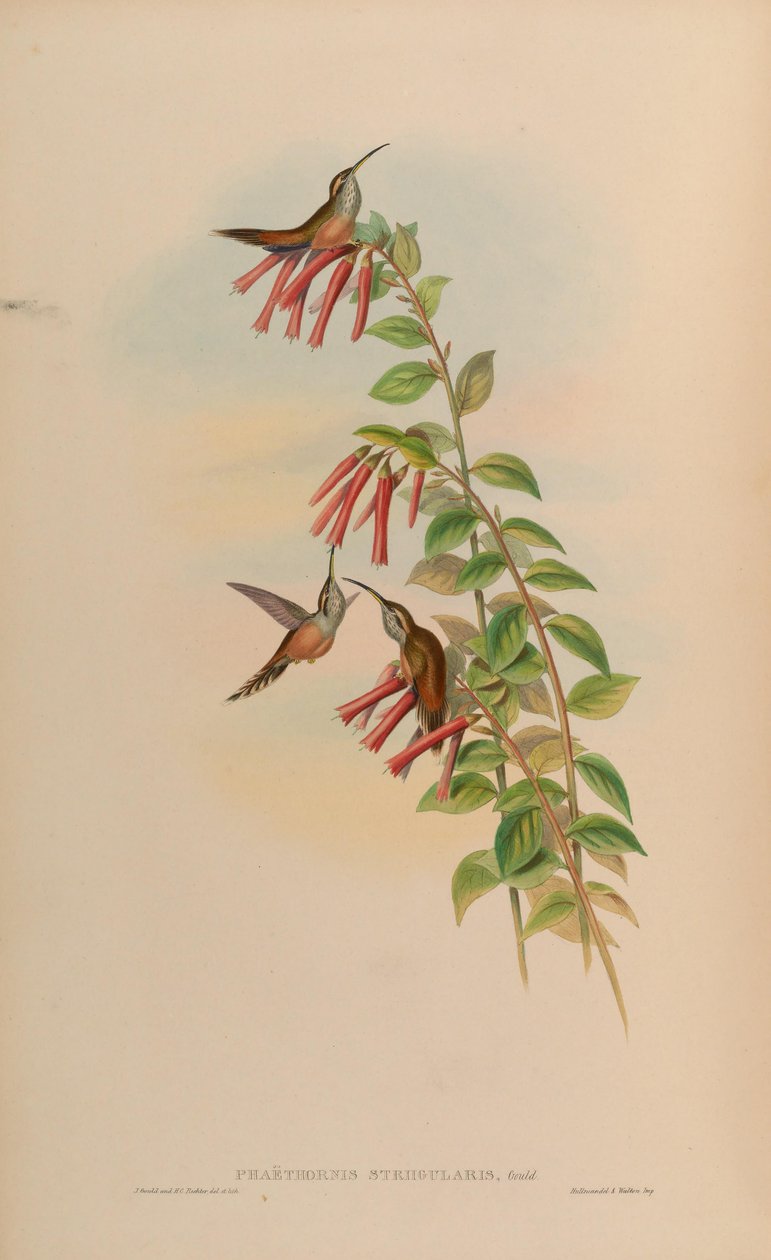 Phaethornis striigularis door John Gould