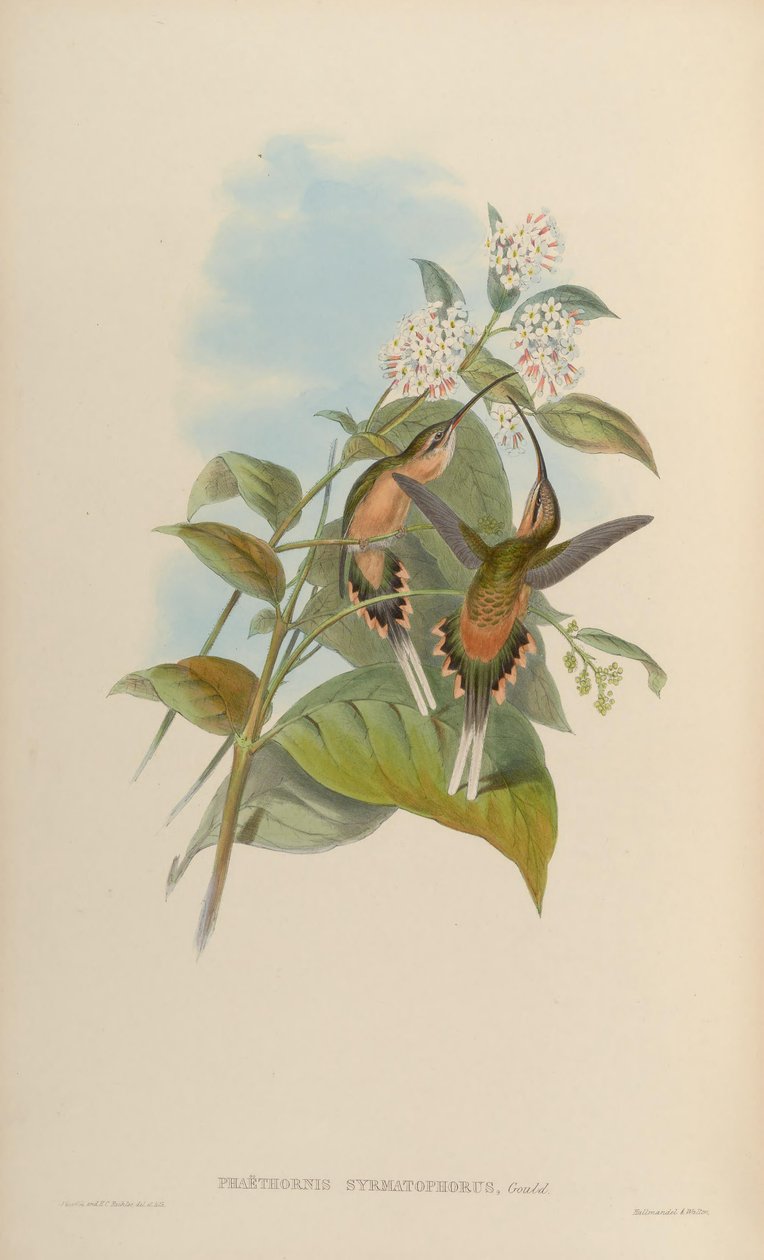 Phaethornis syrmatophorus door John Gould