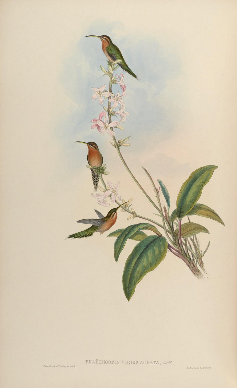 Phaethornis viridicaudata = Phaethornis idaliae door John Gould