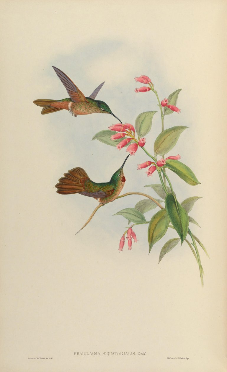 Phaiolaema aequatorialis door John Gould