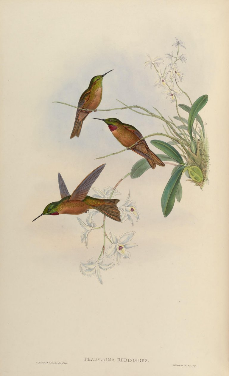 Phaiolaema rubinoides door John Gould