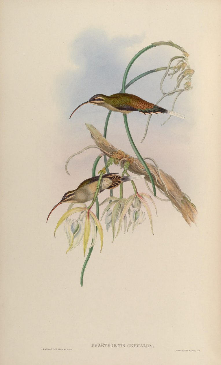 Phaëthornis cephalus = Phaethornis longirostris longirostris door John Gould