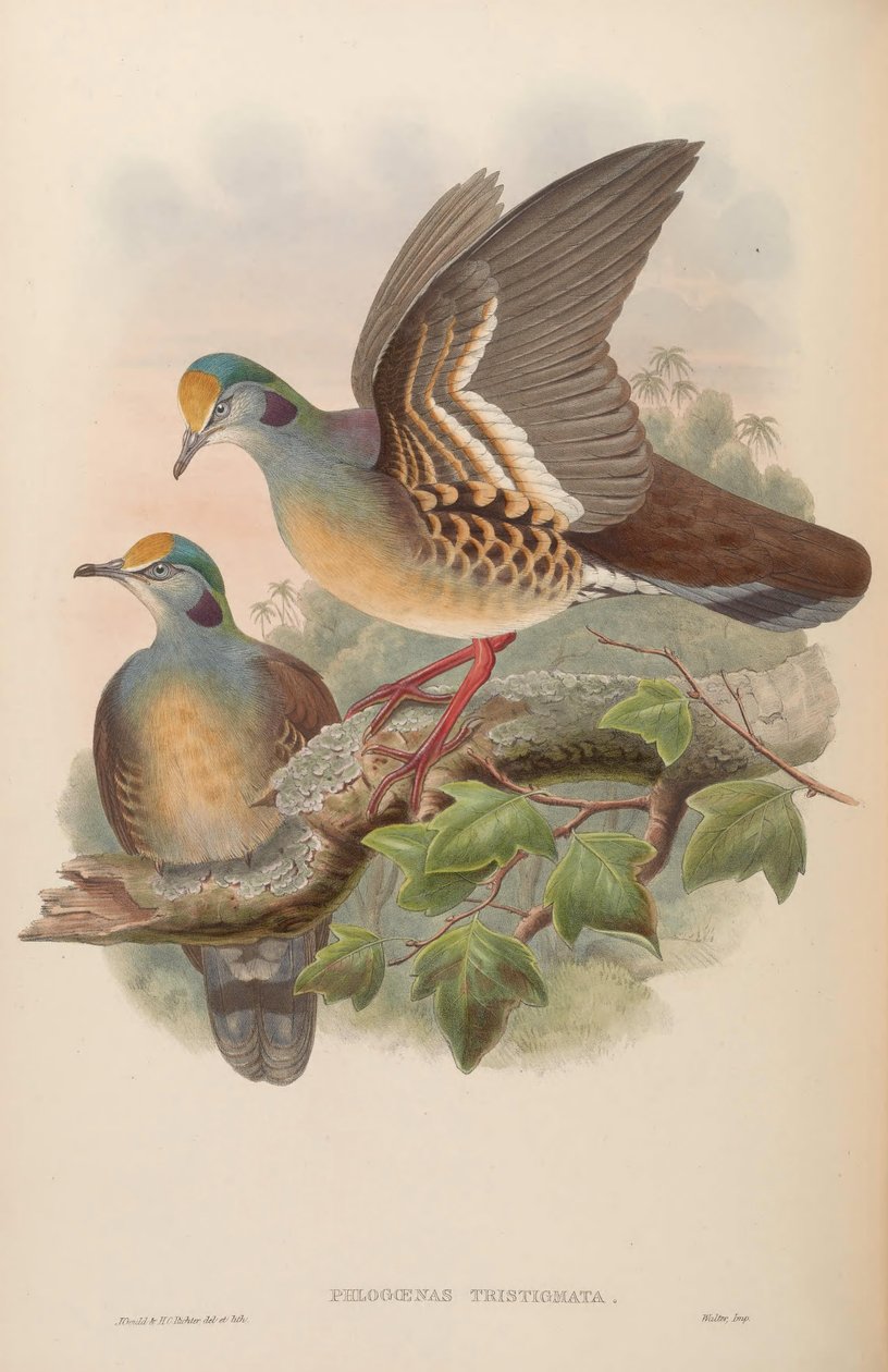 Phlogoenas tristigma = Gallicolumba tristigmata door John Gould