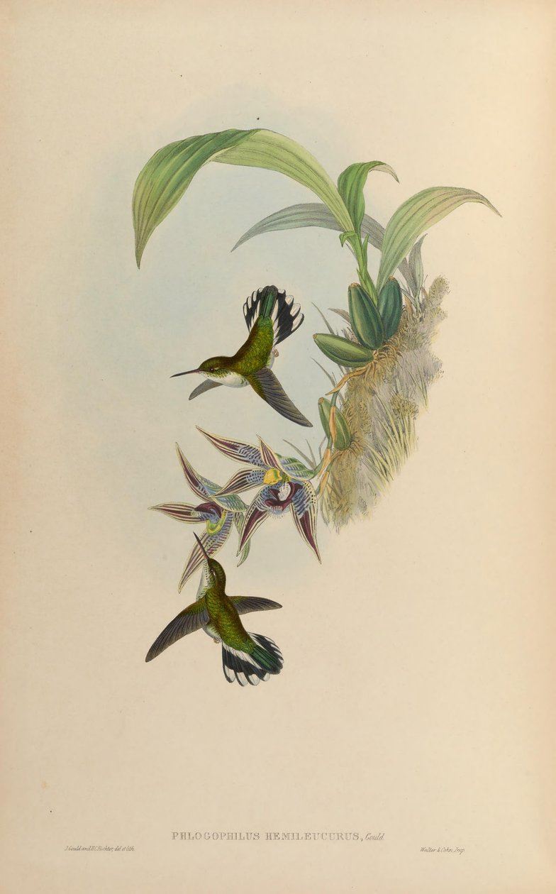 Phlogophilus hemileucurus op Paphinia cristata (orchidee) door John Gould