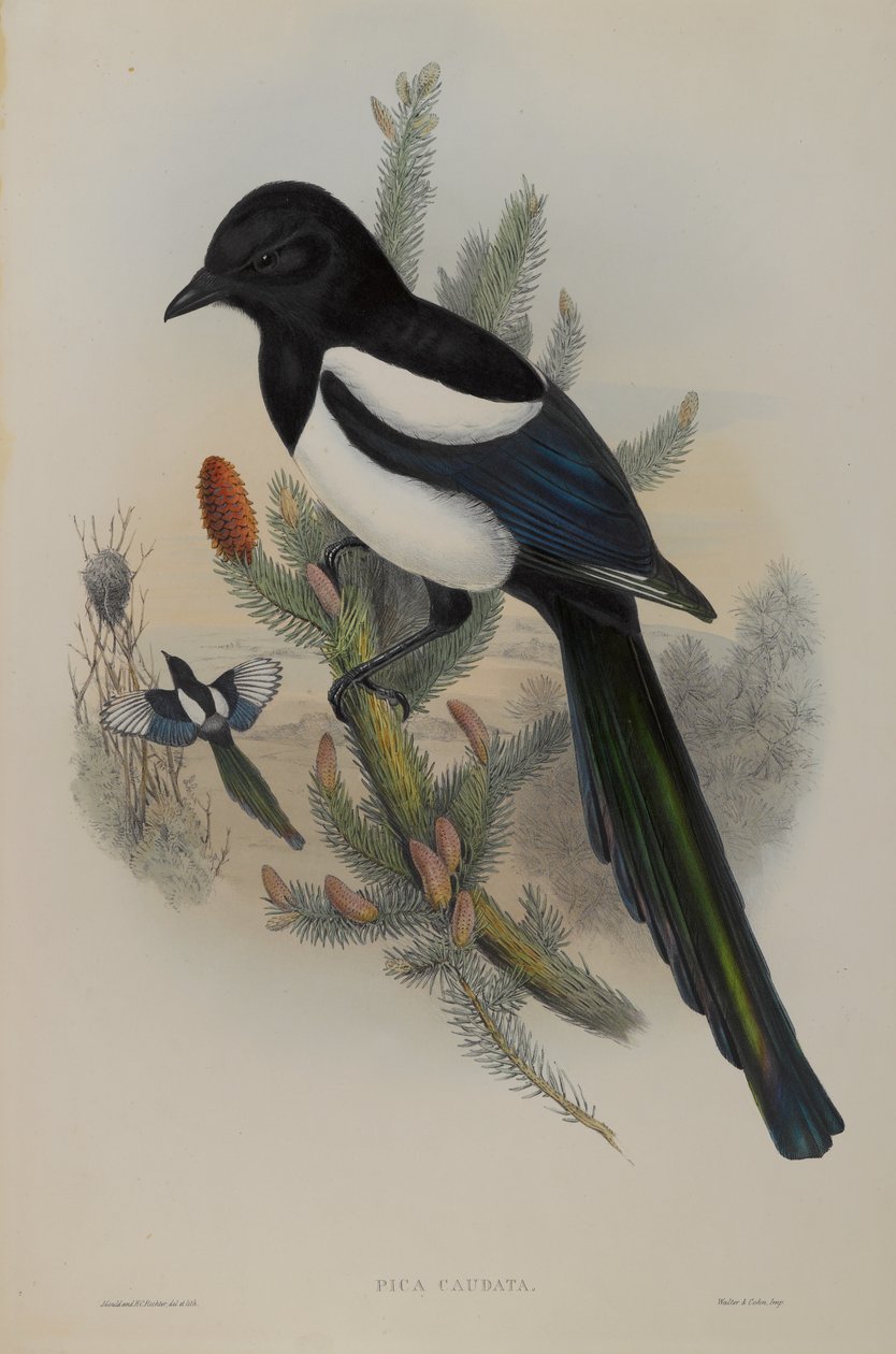 Pica Caudata - Ekster door John Gould
