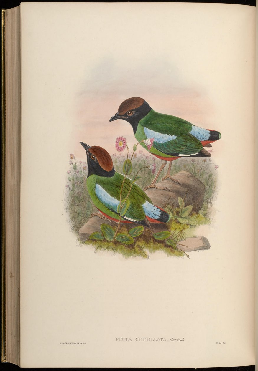 Pitta cucullata = Pitta sordida cucullata door John Gould